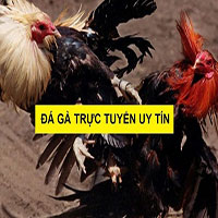 Top 7 trang đá gà online tiền thật uy tín nhất 2020