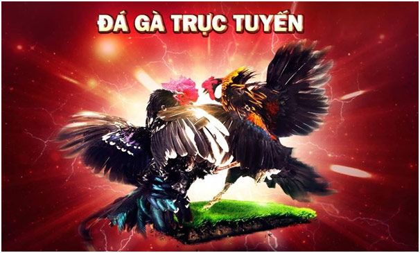 VNF88 sân chơi cá cược thể thao, đá gà trực tuyến uy tín 4