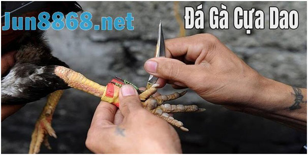 Những Địa Chỉ Live Đá Gà Cựa Dao Uy Tín Nhất Tại Jun88 1