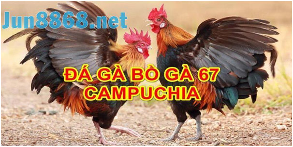 Những Địa Chỉ Live Đá Gà Cựa Dao Uy Tín Nhất Tại Jun88 3
