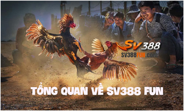 SV388 Fun trực tiếp đá gà Thomo, Philippines hàng ngày 1